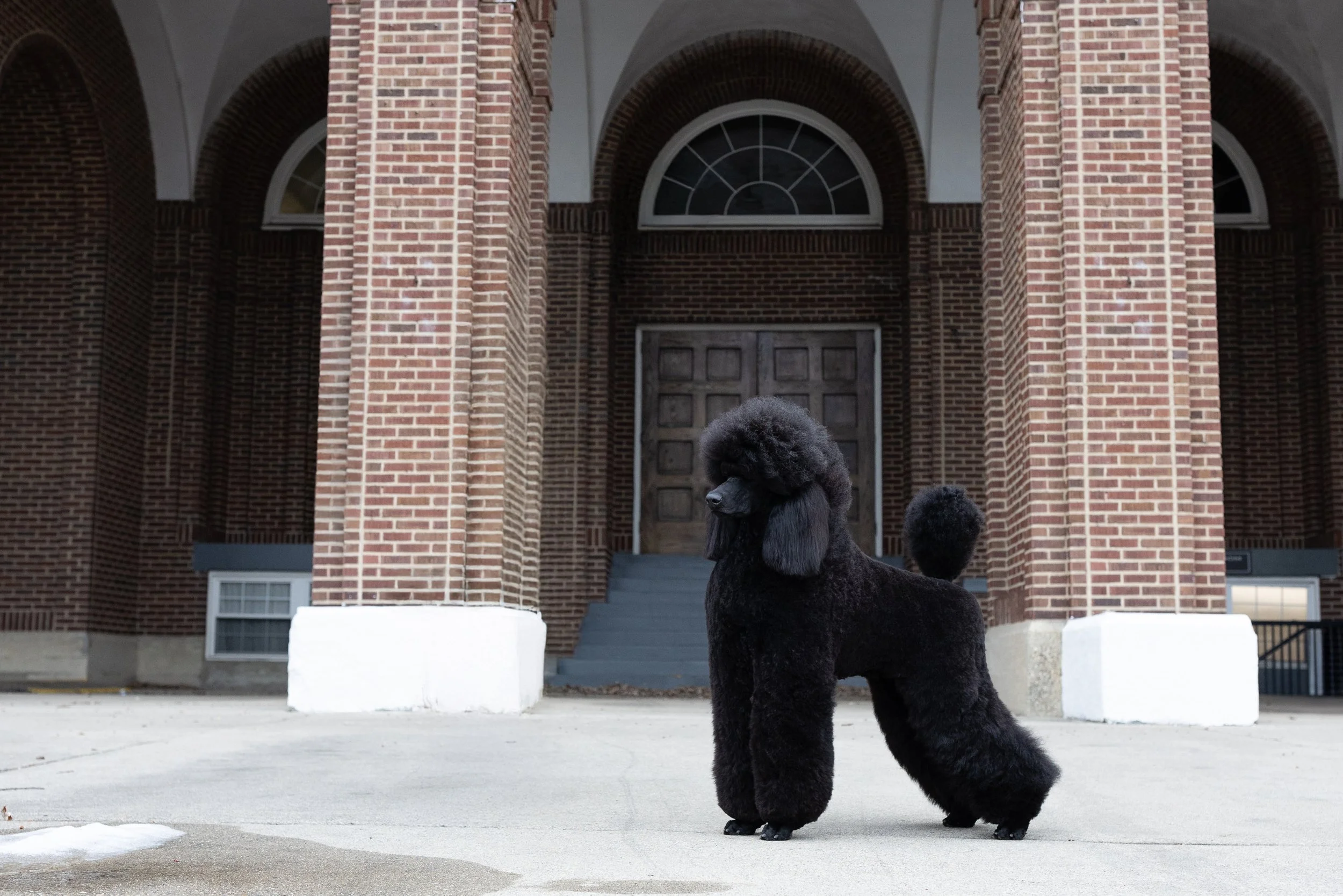 Puppy Perfection: A Day with GCH MBPISS Turkhaven Get Out The Map